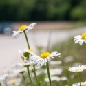 Wildflowers along the highway